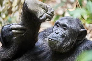 Chimpanzee (Pan troglodytes schweinfurthii) male, scratching its leg, National Park