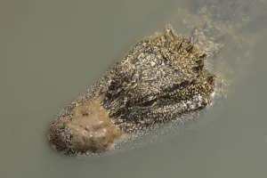 Chinese alligator (Alligator sinensis) with muddy snou in Yangtze. Breeding programme Chinese alligator (Alligator sinensis) with muddy snou in Yangtze. Breeding programme