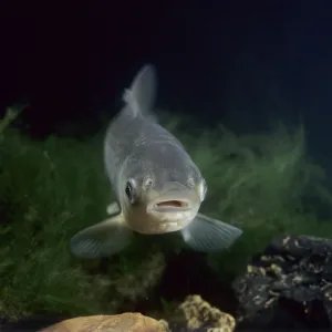 Chinese grass carp / White amur (Ctenopharyngodon idella), farmed for food in China Chinese grass carp / White amur (Ctenopharyngodon idella), farmed for food in China