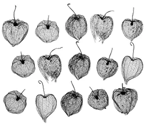 Chinese lanterns (Physalis alkekengi) skeletons, silhouette on white background Chinese lanterns (Physalis alkekengi) skeletons, silhouette on white background