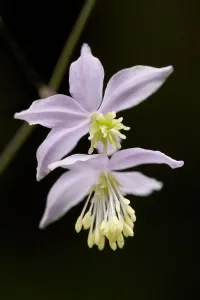 Chinese meadow-rue (Thalictrum delavayi) flowers Chinese meadow-rue (Thalictrum delavayi) flowers