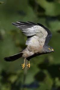 Chinese Sparrowhawk (Accipiter soloensis) flying Guangshui, Hubei province, China. July Chinese Sparrowhawk (Accipiter soloensis) flying Guangshui, Hubei province, China. July