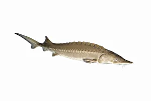 Chinese sturgeon (Acipenser sinensis), captive in aquarium Chinese sturgeon (Acipenser sinensis), captive in aquarium