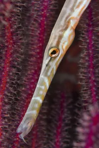 Chinese trumpetfish (Aulostomus chinensis) moving with head down position while hunting, Triton Bay, West Papua Chinese trumpetfish (Aulostomus chinensis) moving with head down position while hunting, Triton Bay, West Papua