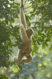 Chinese white cheeked gibbon (Nomascus leucogenys) female hanging from tree, carrying Chinese white cheeked gibbon (Nomascus leucogenys) female hanging from tree, carrying