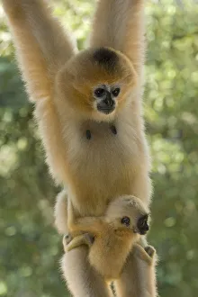 Chinese white cheeked gibbon (Nomascus leucogenys) female hanging, carrying baby aged Chinese white cheeked gibbon (Nomascus leucogenys) female hanging, carrying baby aged
