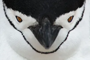 Chinstrap Penguin {Pygoscelis antarctica} face portrait, Antarctica Chinstrap Penguin {Pygoscelis antarctica} face portrait, Antarctica