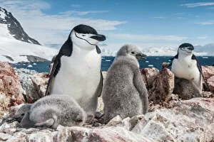 Images Dated 23rd July 2019: Chinstrap penguin (Pygoscelis antarcticus) with chicks, Antarctic Peninsula, Antarctica