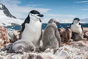 Sphenisciformes Gallery: Chinstrap penguin (Pygoscelis antarcticus) with chicks, Antarctic Peninsula, Antarctica