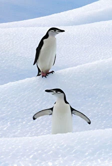 Images Dated 20th January 2006: Chinstrap Penguins (Pygoscelis antarcticus) standing on ice. South Shetland Islands