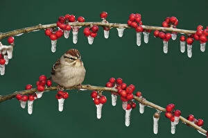 Images Dated 10th January 2010: Chipping Sparrow (Spizella passerina) adult on ice covered Possum Haw Holly (Ilex decidua) berries