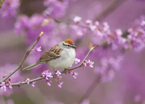Bunting And American Sparrows Gallery: Chipping Sparrow Collection
