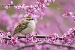 Chipping sparrow (Spizella passerina), adult perched in flowering eastern redbud in Chipping sparrow (Spizella passerina), adult perched in flowering eastern redbud in