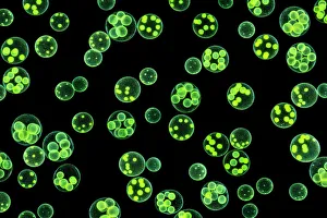 Chlorophyte or green alga (Volvox aureus) in pond water. UK. The larger spheres are approximately 0 Chlorophyte or green alga (Volvox aureus) in pond water. UK. The larger spheres are approximately 0