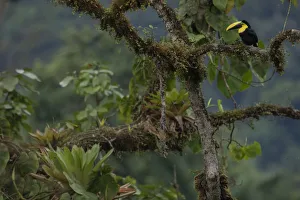 Choco Toucan (Ramphastos brevis) on a tree with epiphytes, Mashpi, Pichincha, Ecuador Choco Toucan (Ramphastos brevis) on a tree with epiphytes, Mashpi, Pichincha, Ecuador