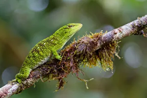 Chocoan green anole (Anolis parvauritus) on twig, Canande, Esmeraldas, Ecuador Chocoan green anole (Anolis parvauritus) on twig, Canande, Esmeraldas, Ecuador