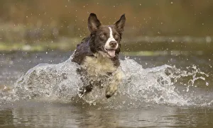 Chocolate border collie dog playing in water, Maryland, USA Chocolate border collie dog playing in water, Maryland, USA