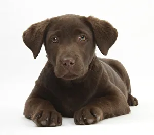 Chocolate Labrador puppy, 3 months, lying Chocolate Labrador puppy, 3 months, lying