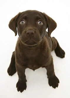 Images Dated 24th October 2006: Chocolate Labrador Retriever puppy, sitting and looking up