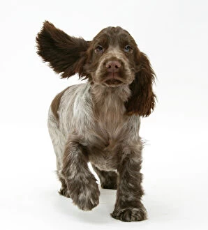Domestic Animal Gallery: Chocolate roan Cocker Spaniel puppy, Topaz, 12 weeks, running with ears flapping