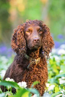 Chocolate Working Cocker Spaniel sitting among Wild Garlic (Ramsons) and Bluebells Chocolate Working Cocker Spaniel sitting among Wild Garlic (Ramsons) and Bluebells