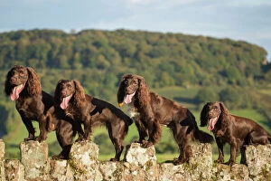 Four Collection: Four chocolate working cocker spaniels on wall. Mother and offspring. Monmouth, Monmouthshire