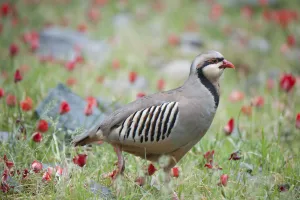 Chuckar partridge (Alectoris chukar) among red flowers, Pamyr, Tajikistan. April Chuckar partridge (Alectoris chukar) among red flowers, Pamyr, Tajikistan. April