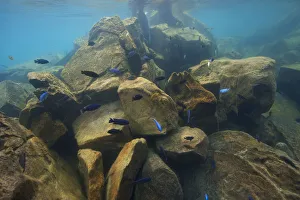 Cichlids (Cichlidae) in Lake Malawi, Malawi, November Cichlids (Cichlidae) in Lake Malawi, Malawi, November