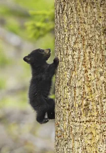 Cinnamon bear, subspecies of black bear (Ursus americanus cinnamomum) cub climbing tree Cinnamon bear, subspecies of black bear (Ursus americanus cinnamomum) cub climbing tree