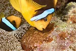 Tending Gallery: Clarks anemonefish (Amphiprion clarkii), pair tending to egg mass placed beside