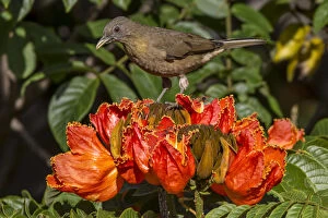 Images Dated 15th August 2013: Clay-colored robin (Turdus grayi), drinking from flower of African tulip tree (Spathodea