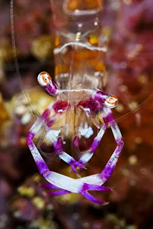 Cleaning shrimp (Periclimenes sp,) on a coral reef, close up, Triton Bay, West Papua, Indonesia, Pacific Ocean Cleaning shrimp (Periclimenes sp,) on a coral reef, close up, Triton Bay, West Papua, Indonesia, Pacific Ocean
