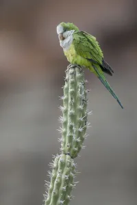 Cliff parakeets (Myiopsitta luchsi) perched on cactus, Red-fronted Macaw Community Nature Reserve Cliff parakeets (Myiopsitta luchsi) perched on cactus, Red-fronted Macaw Community Nature Reserve