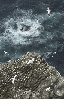 Cliff top view of a gannet (Morus bassanus) colony. Shetland Islands, Scotland, UK, July Cliff top view of a gannet (Morus bassanus) colony. Shetland Islands, Scotland, UK, July