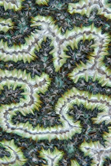 Close up of Brain coral (Merulinidae or Mussidae) with its feeding tentacles extended, Triton Bay, West Papua Close up of Brain coral (Merulinidae or Mussidae) with its feeding tentacles extended, Triton Bay, West Papua