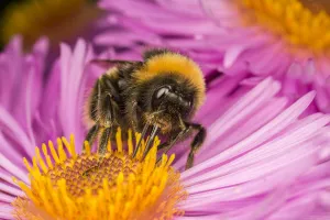 Close up of Buff-tailed Bumblebee (Bombus terrestris) feeding at a flower (Aster sp) Close up of Buff-tailed Bumblebee (Bombus terrestris) feeding at a flower (Aster sp)