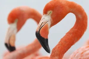 Close up of a Caribbean flamingo (Phoenicopterus ruber) in the breeding colony Close up of a Caribbean flamingo (Phoenicopterus ruber) in the breeding colony