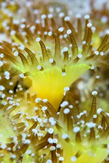 Close up of a colony of Jewel anemones (Corynactis viridis) Scotland, UK, October