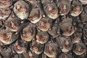 Close up of colony of Schreiber's long fingered bat {Miniopterus schreibersii} Close up of colony of Schreiber's long fingered bat {Miniopterus schreibersii}