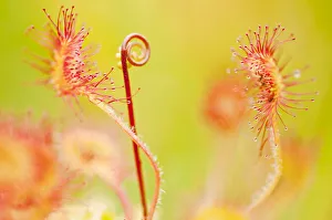 Close up of Common / Round leaved sundew {Drosera rotundifolia}, Westhay Nature Reserve Close up of Common / Round leaved sundew {Drosera rotundifolia}, Westhay Nature Reserve
