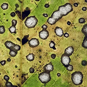 Close up of decaying Sycamore leaf (Acer pseudoplatanus) Devon, England, November 2008 Close up of decaying Sycamore leaf (Acer pseudoplatanus) Devon, England, November 2008