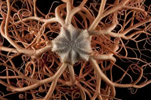 Echinoderms Gallery: Close up of deepsea Basket star (Gorgonocephalus sp) from coral seamount, SW Indian Ridge
