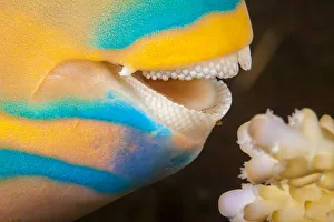 Close up at the dental plates of Three color parrotfish (Scarus tricolor Close up at the dental plates of Three color parrotfish (Scarus tricolor