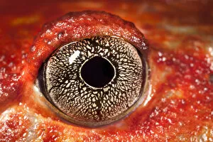 Images Dated 19th October 2009: Close up of eye of Tomato frog {Dyscophus antongili} Maroantsetra, Northeast Madagascar