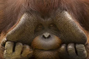 Close up face portrait of male Orang Utan (Pongo pygmaeus) Captive, Netherlands Close up face portrait of male Orang Utan (Pongo pygmaeus) Captive, Netherlands