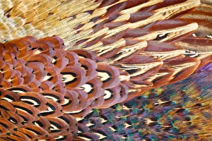 Close up of feathers of cock Pheasant (Phasianus colchicus) Close up of feathers of cock Pheasant (Phasianus colchicus)