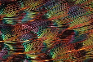Close up of feathers of cock Pheasant (Phasianus colchicus) Close up of feathers of cock Pheasant (Phasianus colchicus)