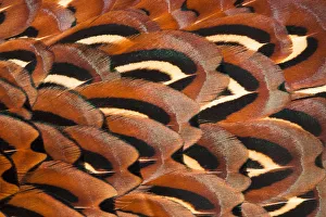 Close up of feathers of cock Pheasant (Phasianus colchicus) Close up of feathers of cock Pheasant (Phasianus colchicus)