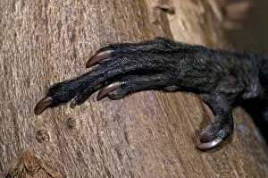 Images Dated 15th November 2008: Close up of hand of Aye-aye (Daubentonia madagascariensis) showing long distinctive