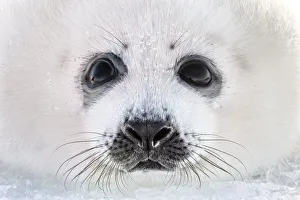 Close up of a Harp seal (Pagophilus groenlandicus) pup, Magdalen Islands, Canada. March Close up of a Harp seal (Pagophilus groenlandicus) pup, Magdalen Islands, Canada. March